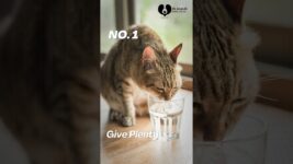 🐾 Bad Breath in Cats: What You Need to Know! 🐾