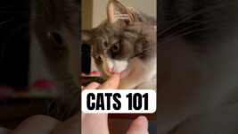 Cat Behavior 101 #cat #funny #shorts