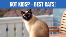 Discover the PURRfect Cat Breeds for Families with Kids!
