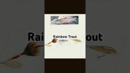 How to catch every freshwater fish part 2 #fishing #fishingequipment #bass #freshwaterfishing