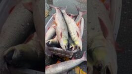 The goldfish farm raises grass carps for cured fish in Spring Festival. #koi#goldfish #fish