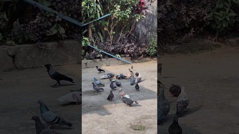 4 types of birds…#youtubeshorts