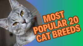 Cat Lovers Rejoice! These 20 Breeds Are a Must Know, Cat breeds from different countries
