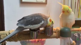 Winter Care Tips for Cockatiels: Keep Your Birds Warm and Healthy!