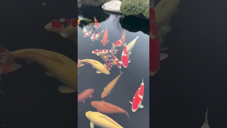 With a fish pond like this, I could stay indoors for the rest of my life.#koi #pets #fish #goldfish