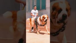 World biggest guardian dog breed 🔥😱 alabai Asian shepherd 😱🔥 #dog #alabai #pitbull#pitlove #dogbreed