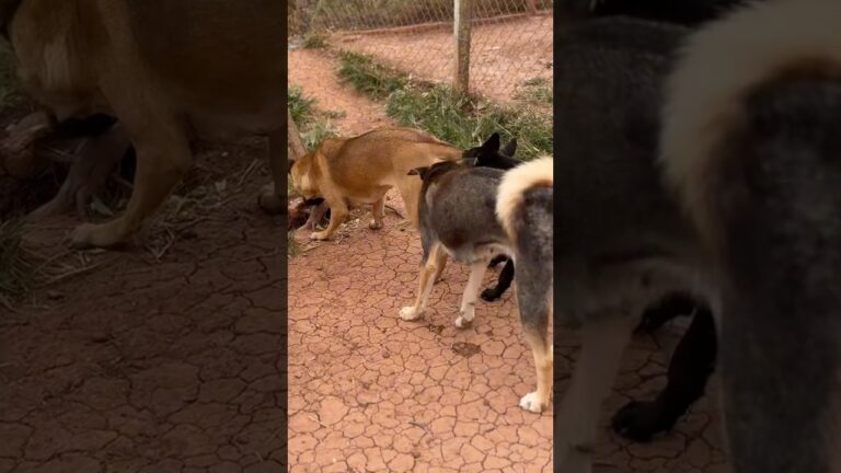 #dog #Dogbehavior#dogfunny A special way for dogs to say hello