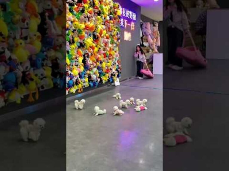 teacup dog breeds / teacup puppies 🐕 #shorts #dog #toys #cute #puppy