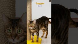 10 Most Expensive Cat Breeds in the Worlde Part-2 #cat #ytshort