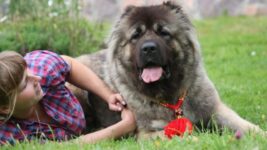 11 Best Guard Dog Breeds For Families With Children