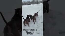 @whiterivermonsterbullies: #dog #pets #dogs #puppy #doglover