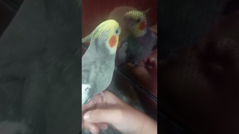 Adorable cute meetho ❤️#birds #meetho #cockatiel #parrot #cute #pets #sweet #our meetho#viralshorts