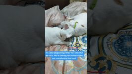 Cat behavior explained #cattrivia #catspurrific #cats#catsytube #catsgrooming#catbehavior #whitecats