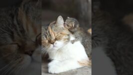 Cute Cats #Cats #Cat #kittens