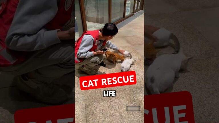 Man Saves Injured Cats with Love and Dedication 🐱 #rescue #cats