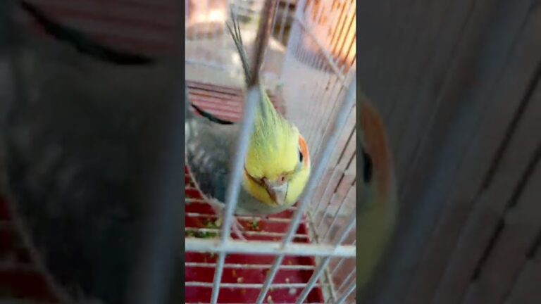 Meetho ❤️#birds #meetho #cockatiel #parrot #cute #pets #sweet # our meetho#viralshorts