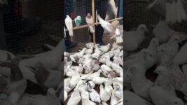 Sehzad Bhai Loni pets market #shorts #pigeon #kabutar #pigeons #kabootar