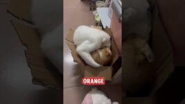 THIS CUTE CAT'S BEHAVIOR MAKES ME LAUGH #cat #catcute#animalfunny #animals #cuteanimals