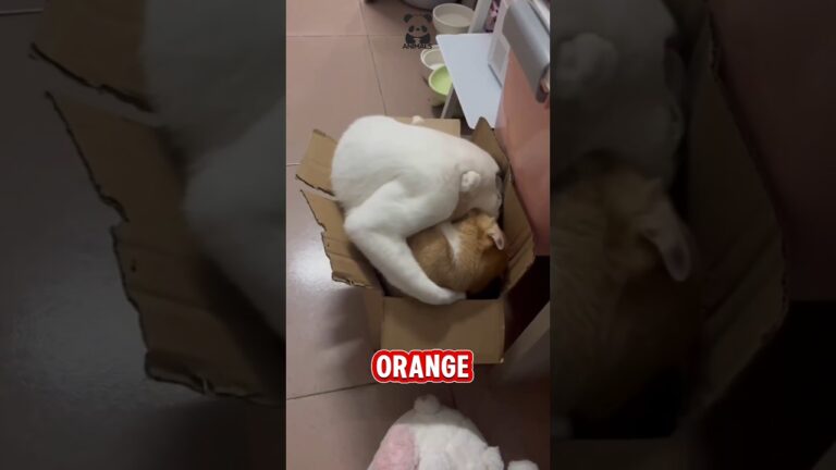 THIS CUTE CAT'S BEHAVIOR MAKES ME LAUGH #cat #catcute#animalfunny #animals #cuteanimals