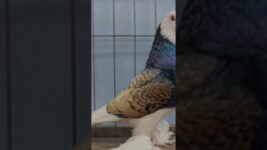 #pigeon #pigeonpigeon #birds #biswaspigeon #pets #pigeonsroy