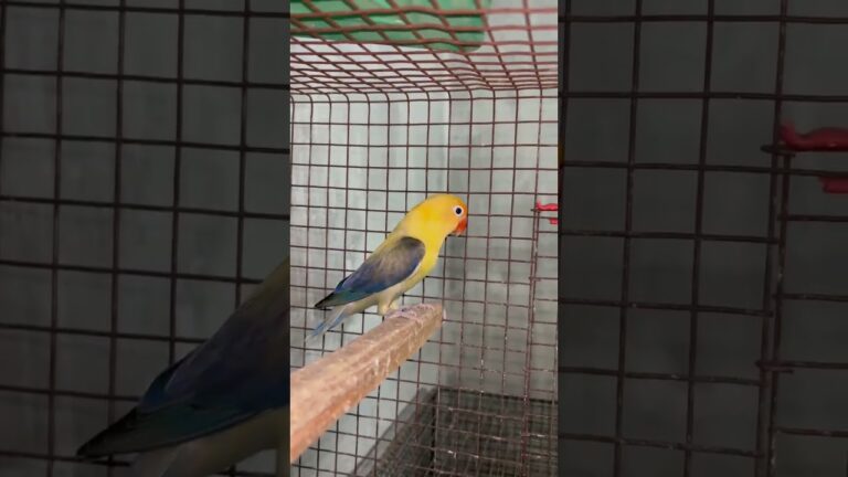 All types love birds available #birds#pets#parrot #petcafe #cutebaby#cute