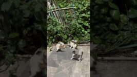 Cute Kitty #Cat #Cats #Kitty #Kittens