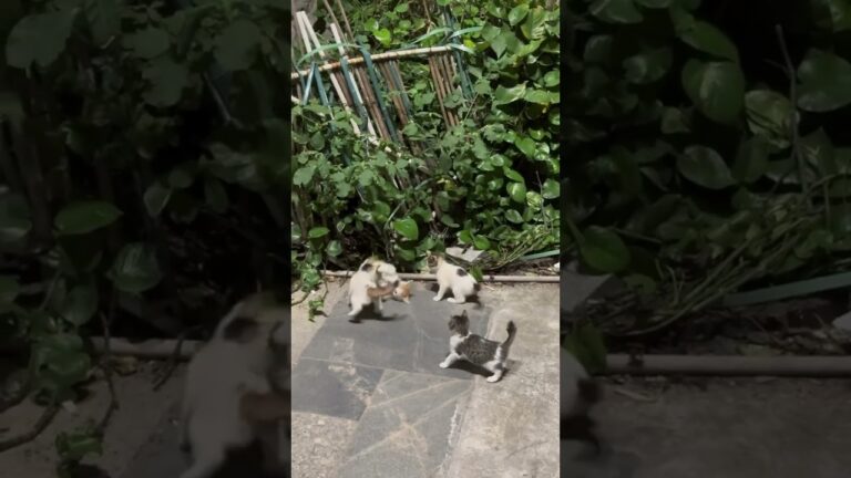 Cute Kitty #Cat #Cats #Kitty #Kittens