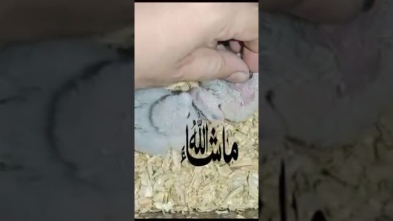 Hand Feeding Baby Chicks | How to Feed Birds by Hand | Chick Care Tips #birds #parrot