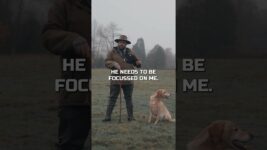 Why Labrador Retrievers Are The Best Dog Breed In The World!