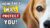 How To Know If Your Dog Will Protect You