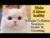 Tips:Make a kitten healthy & fluffy|How to take care of kittens nutrition,health|Persian kitten care
